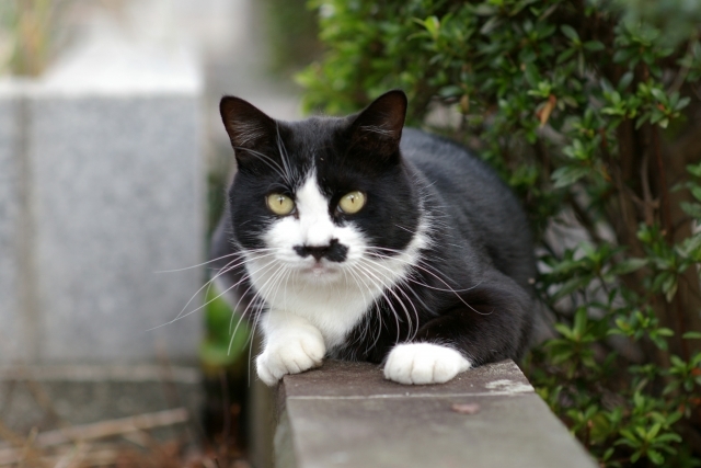 野良猫と仲良くなる、とっておきの秘訣とは？